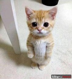 a small orange kitten sitting on top of a carpet