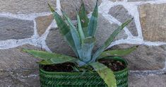 an aloem plant in a green basket on the ground next to a brick wall