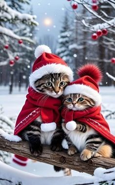 two cats wearing santa hats and scarves on a branch