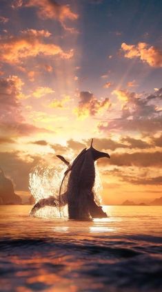 an animal jumping out of the water at sunset