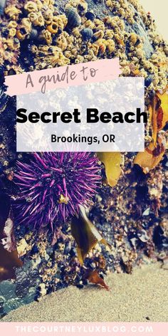 a purple sea urchin on the beach with text overlay reading a guide to secret beach