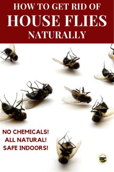 how to get rid of house flies naturally no chemicals, all natural safe indoors