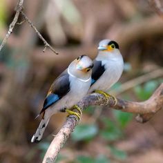 two birds sitting on a branch in the woods