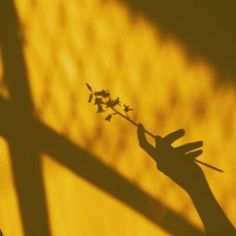 the shadow of a hand holding a flower