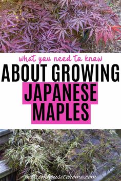 10 Things You May Be Surprised To Know About Growing Japanese Maples