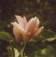 a pink flower with green leaves in the foreground and trees in the back ground