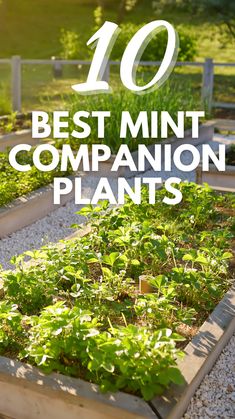 the words 10 best mintt companion plants are in front of a garden bed filled with lettuce