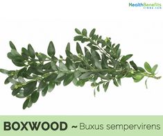 a close up of a plant with the words boxwood - buxus sempervirens