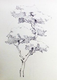 a pencil drawing of a tree with birds perched on it