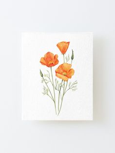 three orange flowers on a white background