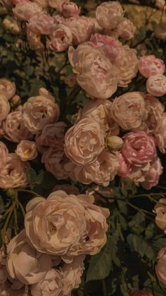 a bunch of pink flowers that are on the ground in front of some leaves and branches