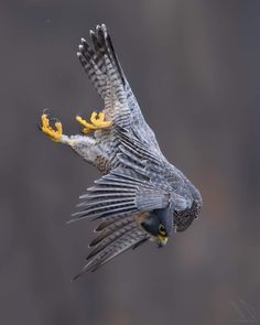 a bird flying through the air with it's wings spread out and yellow feet