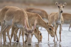 several gazelle drinking water from a pond with other animals in the backgroud