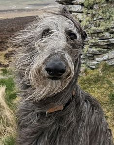 a shaggy gray dog standing on top of a grass covered field next to a stone wall