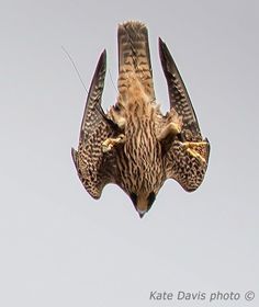 a bird flying through the air with it's wings spread wide and two talons extended