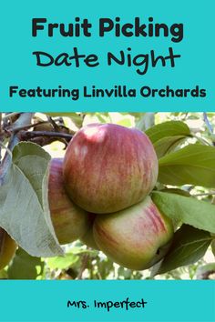 an apple tree with the words fruit picking date night featuring livvill orchards on it