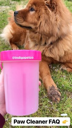 a brown dog sitting next to a pink trash can on top of the grass with its paw in it's mouth