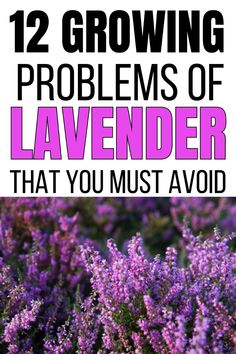 lavender flowers with text overlay that reads, 12 growing problems of lavender that you must avoid