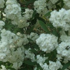 white flowers are blooming on the tree