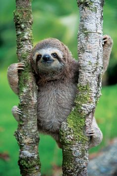 a baby sloth climbing up the side of a tree