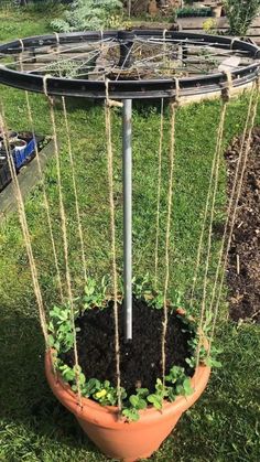 a potted plant in the middle of a yard with ropes hanging from it's sides