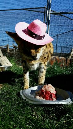 a cat wearing a pink hat standing next to a plate of food on the grass