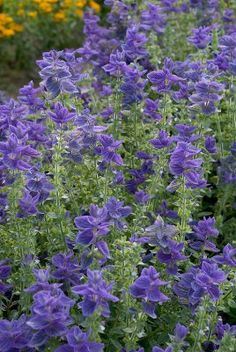 purple flowers are blooming in the garden