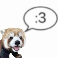 a red panda is smiling and looking at the camera with an empty speech bubble above it