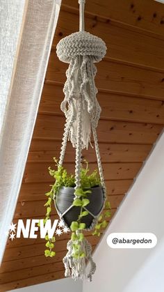 a potted plant hanging from the ceiling