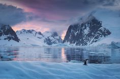 a penguin standing on top of snow covered ground next to mountains and icebergs