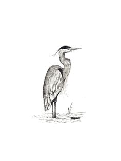 a drawing of a bird standing in the water