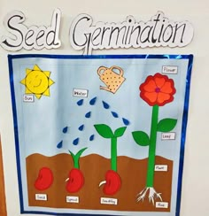 the seed germination poster is hanging on the wall