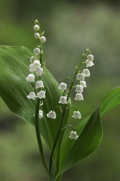 a plant with white flowers and green leaves in front of a blurry forest background