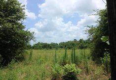 an open field with trees and bushes in the foreground