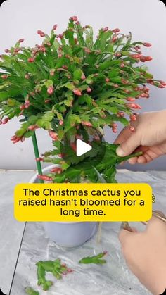 a person is placing flowers in a pot on the table with text reading, the christmas cactus you raised hasn't bloomed for a long time