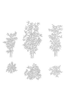 four different types of bamboo trees on a white background