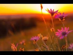 the sun is setting behind some wildflowers