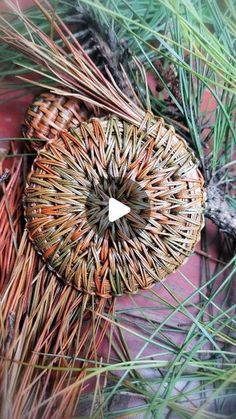 a pine cone sitting in the middle of some grass and needles on top of it