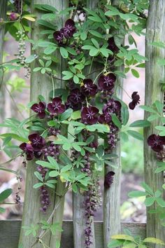 purple flowers are growing on the side of bamboo poles in an outdoor area with green leaves