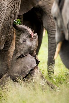 an adult elephant standing next to a baby elephant on top of a lush green field