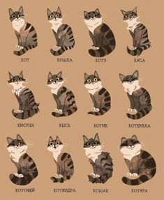 an image of cats with different names on the front and back side, all sitting down