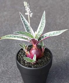 a small potted plant with green leaves and purple flowers in it on the ground