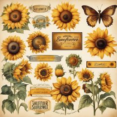 sunflowers and butterflies are shown in this antique style illustration, with labels for each flower