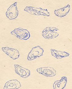 several different types of shells drawn on paper