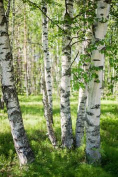 some trees that are standing in the grass