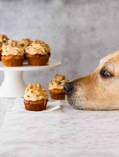 a dog sniffing some cupcakes on a table