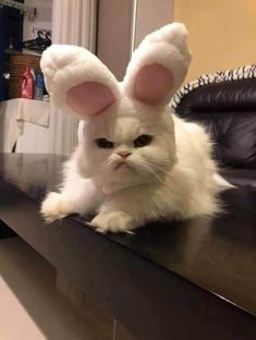 a white cat sitting on top of a black desk next to a leather chair and wearing bunny ears