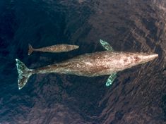 two fish swimming side by side in the ocean