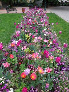 a garden filled with lots of different colored flowers