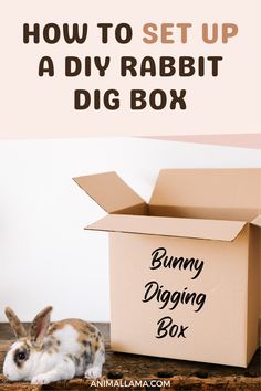 a bunny sitting in front of a box with the words how to set up a diy rabbit dig box